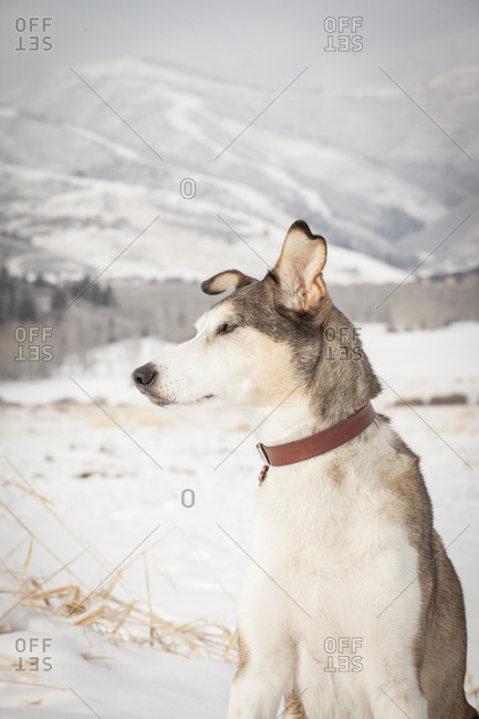 Alert dog in winter setting