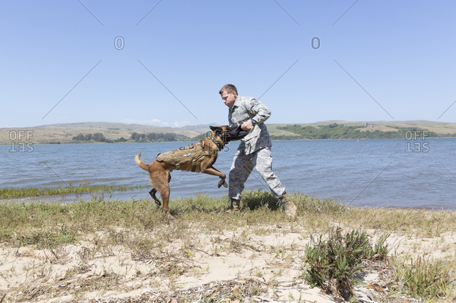 Soldier training with this Military Service Dog