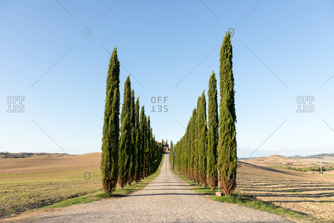 Tree lined driveway leading to a villa in the Tuscan countryside, Italy