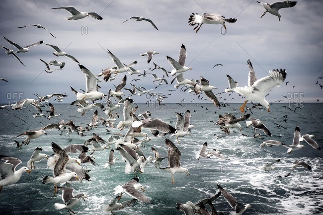 Seagulls flying over the wake of a fishing boat