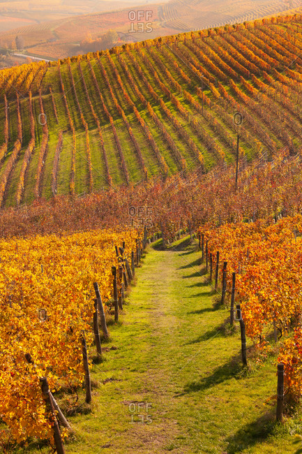 Rows of autumn vineyards, Langhe, Piedmont, Italy