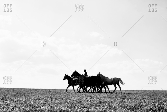 Man riding and leading six horses in field