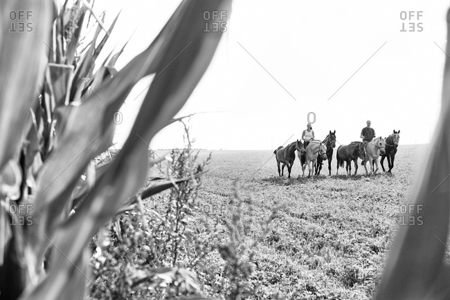 Man and woman riding and leading six horses in field
