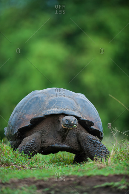A wild Galapagos giant tortoise, Geochelone elephantopus, on a migration trail across the highlands on Santa Cruz Island