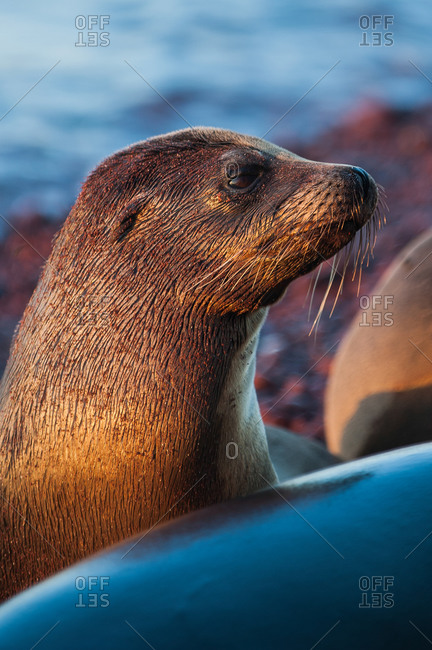 Galapagos sea lions, Zalophus californianus, at home on the red sand beaches of Rabida Island
