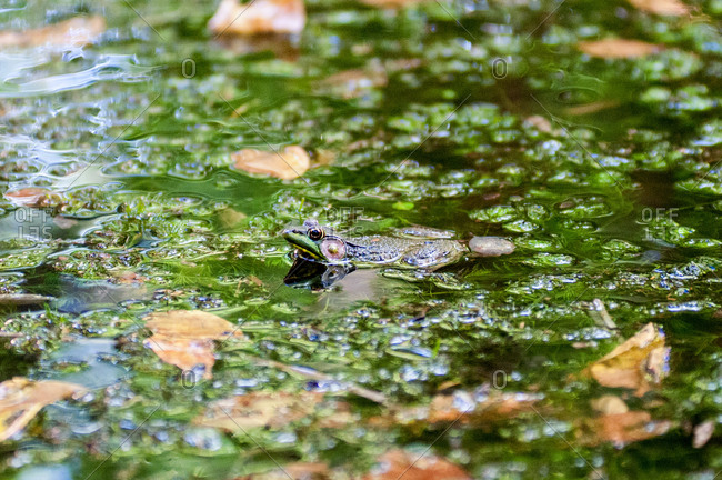 An American bullfrog cools itself in a pond on a summer day