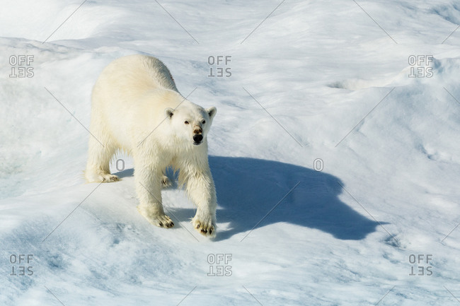 A polar bear (Ursus maritimus) wanders between ice floes in the Canadian Arctic