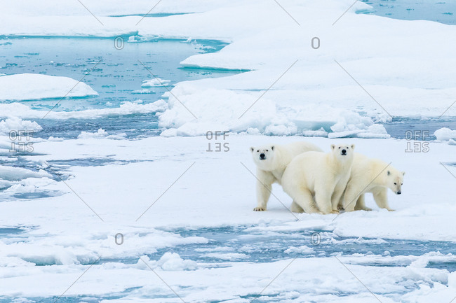 Family portrait, polar bears (Ursus maritimus) standing still on pack ice in the Canadian Arctic