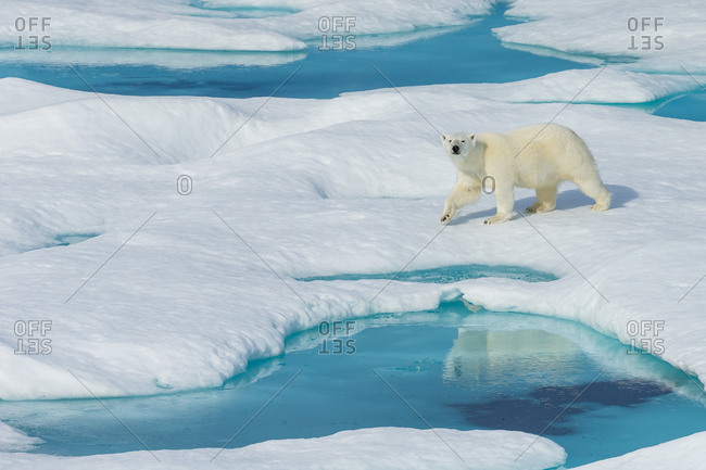 A polar bear (Ursus maritimus) wanders past pools of water on an ice floe in the Canadian Arctic