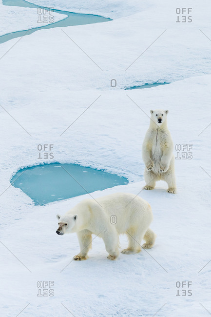 A standing polar bear cub and mom (Ursus maritimus) wander across pack ice in the Canadian Arctic