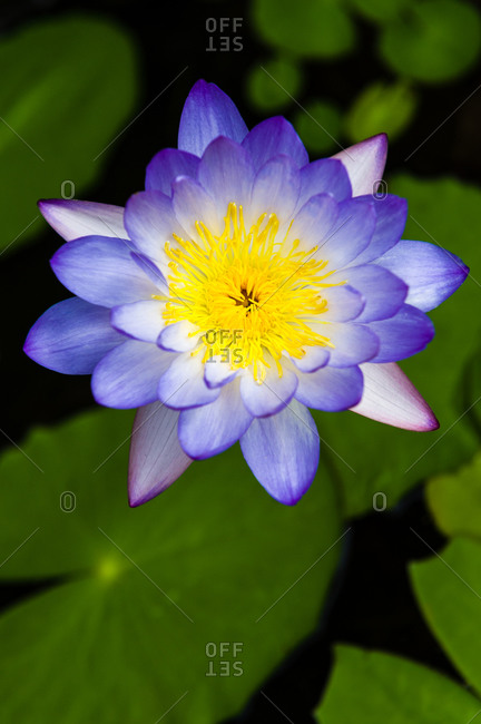 The iridescent purple petals and yellow stamens of a Blue Water Lily