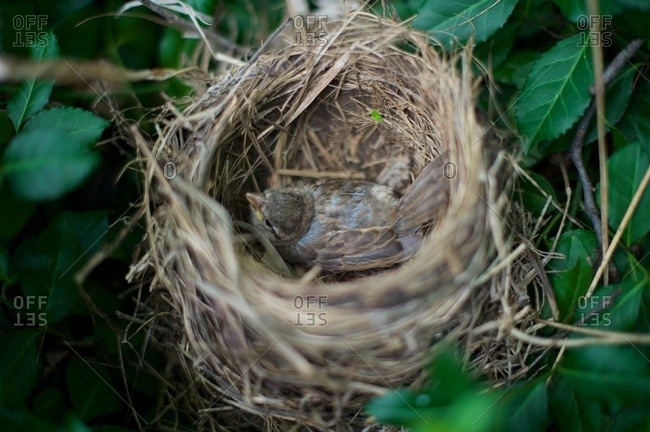 A bird inside a nest