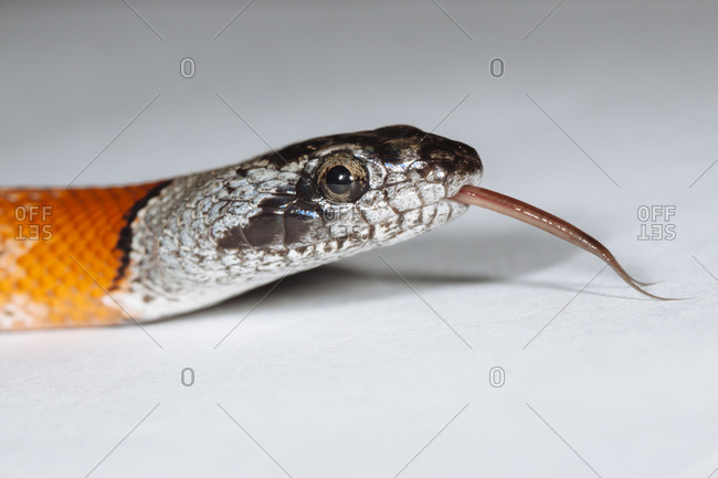 Portrait of Gray-banded kingsnake sticking out tongue