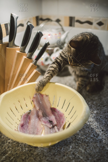 Tabby cat stealing some fish fillets