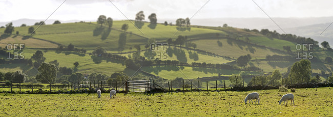 UK, Wales, Brecon and Beacons National Park, Sheep on green pasture