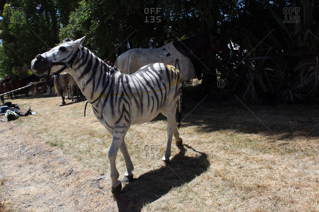 A horse painted as a zebra