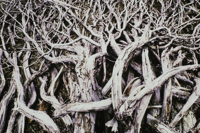 Close-up of dead tree and tangle of branches, High Sierra, California, USA