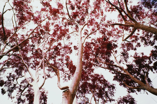 Color infrared image of sycamore tree canopy, Sacramento, California