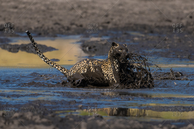 A leopard leaping into a muddy waterhole to catch a fish in the Savuti Channel, Botswana