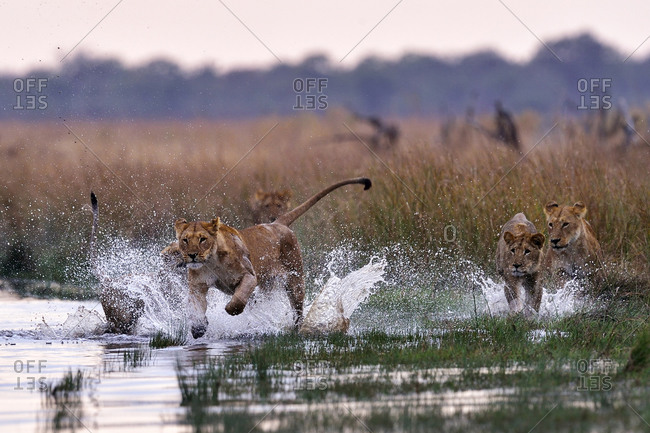 Pride of lions playing in the Savuti Marsh, Chobe National Park, Botswana