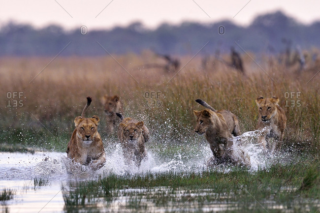 Pride of lions running in the Savuti Marsh, Chobe National Park, Botswana