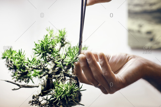 Person trimming a Bonsai Pine tree