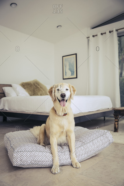 Yellow lab sitting happily on a dog bed in a bedroom