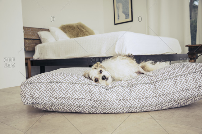 White fluffy dog lying on a dog bed in a bedroom