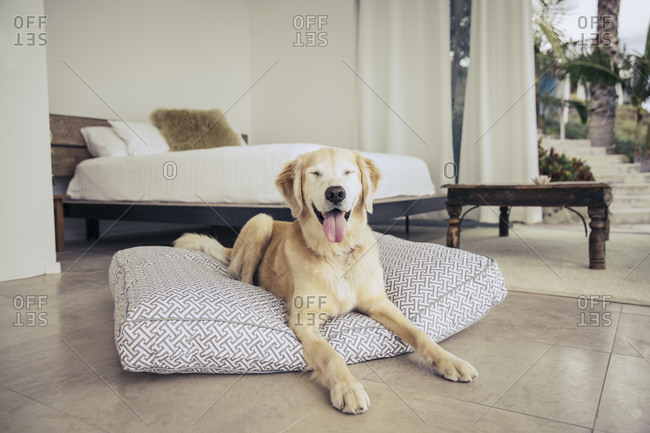 Yellow lab lying on a dog cushion in a bedroom