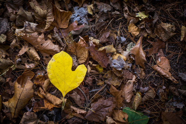 Yellow Sassafras tree leaf lying among autumn leaves on the forest floor