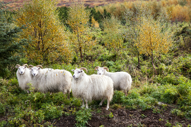 Sheep grazing in Icelandic field