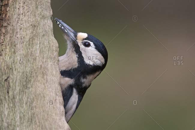 Great spotted woodpecker head peaking out from behind a tree