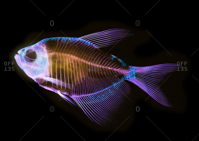 Alizarin bone stain anatomical fish skeleton of a white finned tetra