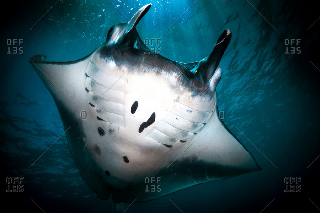 Underwater low angle view of  Manta Ray (manta alfredi) feeding at ocean surface in Bali, Indonesia