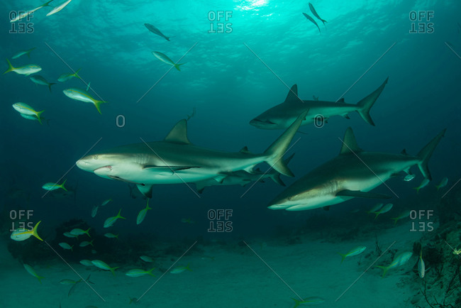 Underwater view of reef sharks swimming above seabed, Tiger Beach, Bahamas