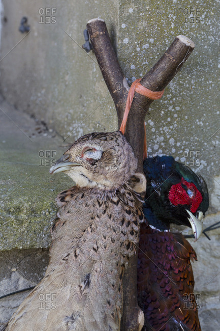 Two pheasants, a brace of game birds with feathers, hung by the neck from a thumbstick