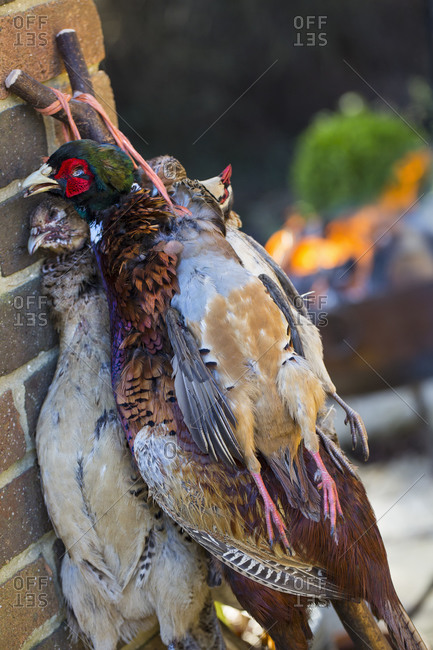Pheasant and partridge, game bird carcasses with feathers, hung by the neck