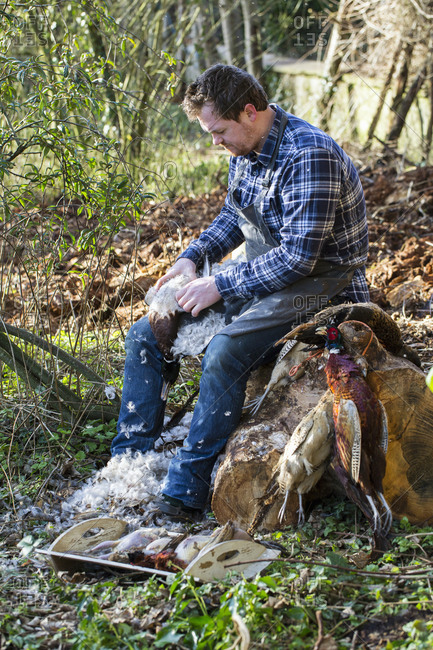 A man sitting on a tree stump plucking feathers from a game bird carcass