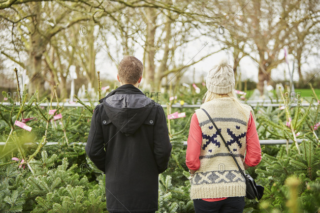 A man and woman choosing a  tree from a large selection at a Christmas tree farm