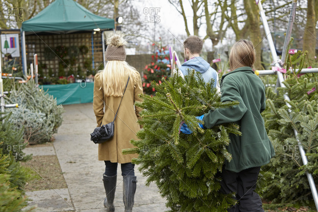 A woman shopping for a Christmas tree, choosing from a large selection