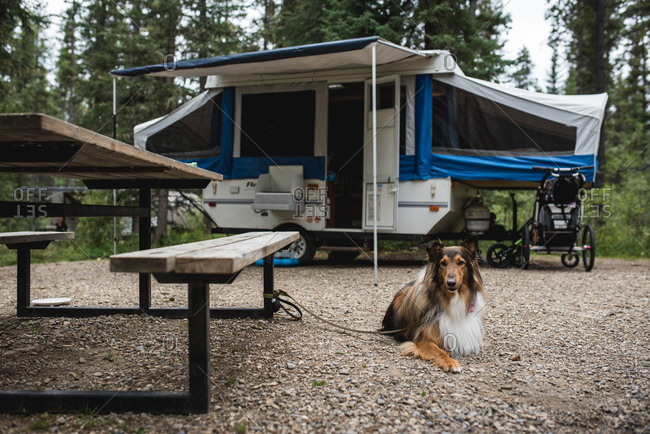 Pop-up camper with dog tied to picnic table