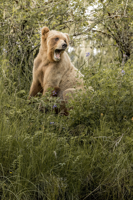 A grizzly bear yawning