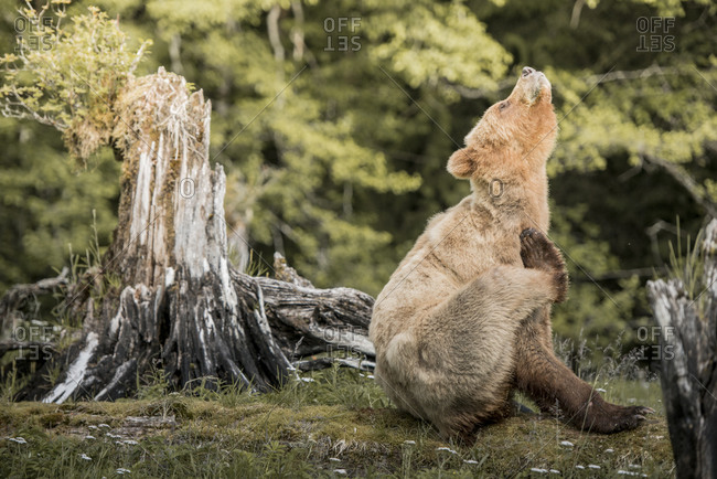 A grizzly bear scratching itself