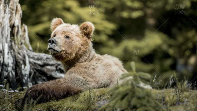Grizzly bear in wilderness setting