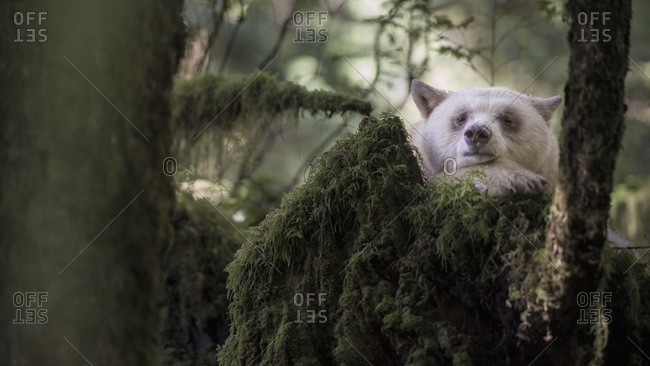 Spirit bear lying on tree