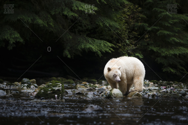 Spirit bear on river shore