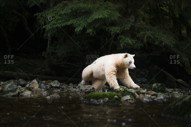 A spirit bear on river bank