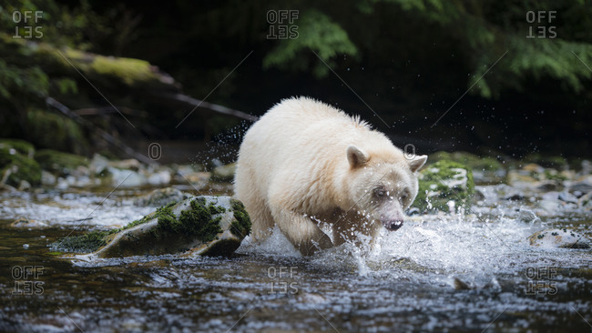 Spirit bear splashing in a river