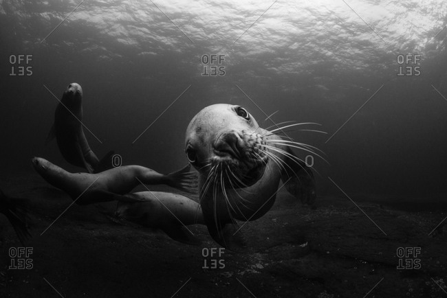 Steller sea lions swimming