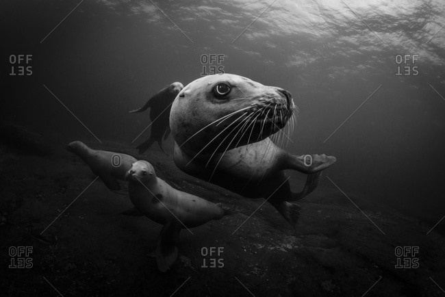Steller sea lions swimming in sea